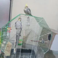 عروس هلندی  معاوضه