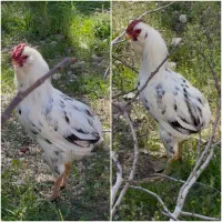 مرغ و خروس گلین دم کل . بی دم