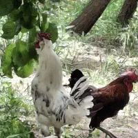 خروس