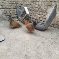 ۲عدد مرغ تخم گذار