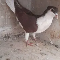 کبوتر خوشرنگ کاکلی سرخ|پرنده|فولادشهر, A2|دیوار