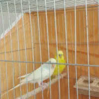 یک جفت مرغ عشق