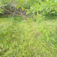 باغ جنگلی انشعاب دار در خود اسکو