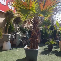 گلهای آپارتمانی و درختهای تزئینی