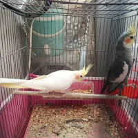 یک جفت عروس هلندی مولد به شرط
