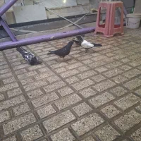 جوجه سینه و کله سیاه
