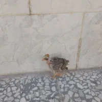 جوجه لری گردن لخت