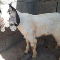۳راس بزغاله یک نر  دو ماده