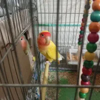 طوطی کوتوله درجه ۱