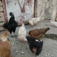 مرغ و خروس