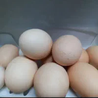 تخم‌مرغ سلطان اصل فول کیفیت