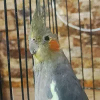 عروس هلندی نر