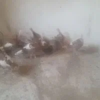 بوقلمون جوان چاق