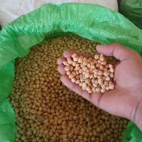 فروش نخود درشت وپزا