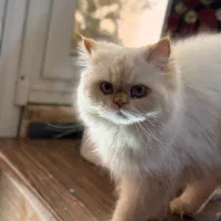 گربه|گربه|اصفهان, مارچین|دیوار