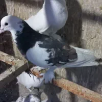 سهره|پرنده|شهر ری, شهادت|دیوار