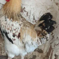 خروس سنگین وزن