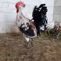 مرغ خروس فروشی