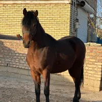 اسب نریان ‌( مادیان)