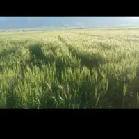اجاره 9هکتار زمین کشاورزی مرزاباد موسیان