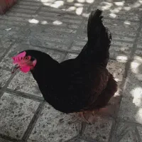 یک عدد مرغ تخم گذار گلپایگان رسمی و یک خروس
