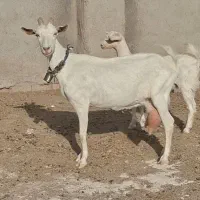 شاه بز سانن ۳کیلو شیر با کولار بزغاله ماده