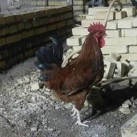 خروس