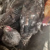 بوقلمون محلی