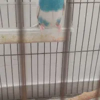 مرغ عشق ماده