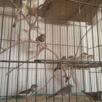 فنج نروماده