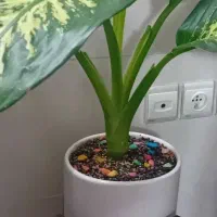 دیفن باخیابزرگ