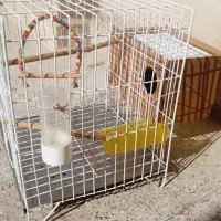 قفس مرتب و تمیز