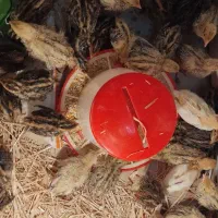 جوجه بلدرچین۱۵روزه