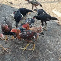 تعدادی جوجه مرغ و خروس لاری فروشی تعداد کل ۱۲