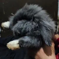 خرگوش لوپ ، رنگ بلو