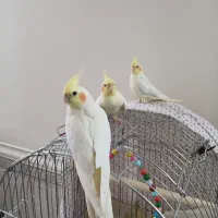 عروس هلندی