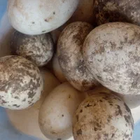 فروش تخم غاز