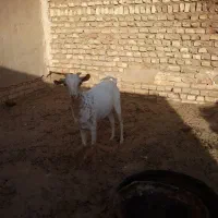 صلاله
