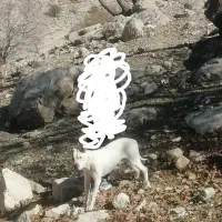 سگ داگو گمشده