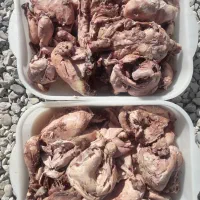 مرغ کامل تلفاتی ، کله و پا مرغ مخصوص غذای سگ وگربه