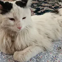 گربه تربیت شده وباهوش
