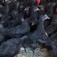 مرغ وخروس قربانی جهت ذبح حضوری در محل و انلاین
