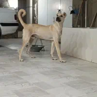 سراب خالص خالص