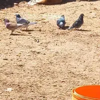 کبوتر