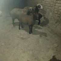 گوسفند|حیوانات مزرعه|سردرود, |دیوار