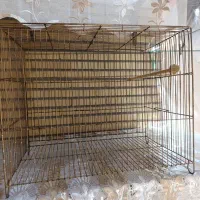 قفس پرنده وجوجه