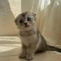 واگذاری گربه اسکاتیش فولد سیلور ماده