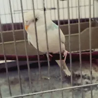 مرغ عشق ماده دستی