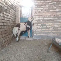قوچ دو دندان