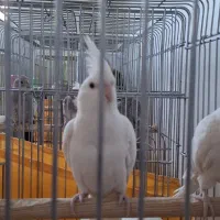 البینو ماده ۱۳ ماهه مست و اماده